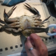 活渡り蟹のしめ方 レシピ 作り方 By ゆきちゃんぽんのパパ 楽天レシピ 活渡り蟹のしめ方 レシピ 作り方 By ゆきちゃんぽんのパパ 楽天レシピ